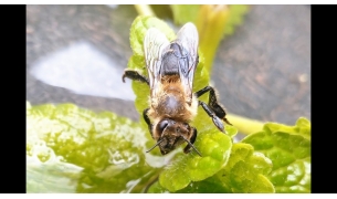Arıların Önemli Paraziter Hastalıkları